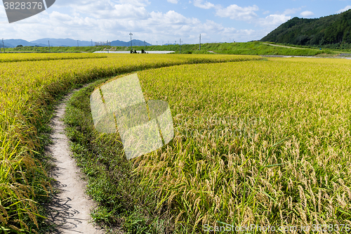 Image of Walkway into green rice field