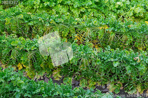 Image of Radish field