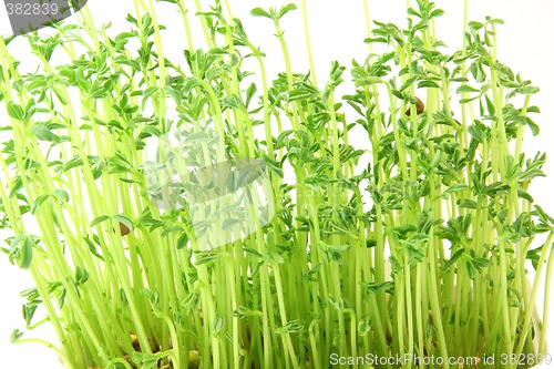 Image of lentils plants texture