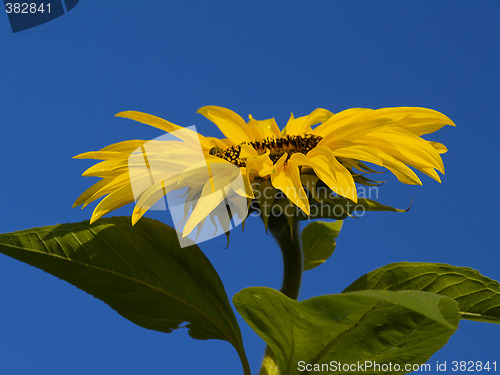 Image of sunflower