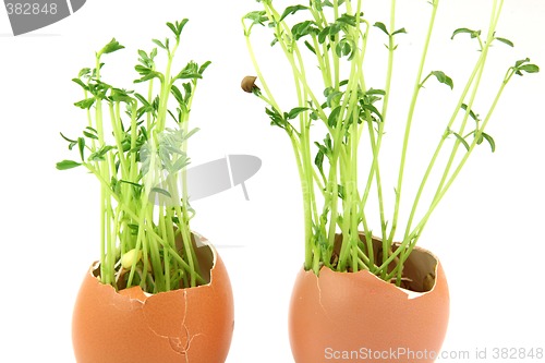 Image of closeup eggplants