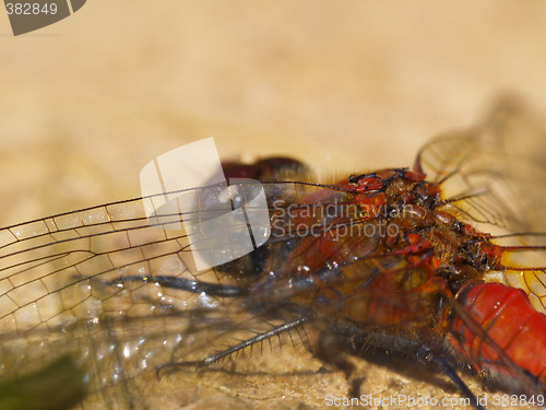 Image of red dragonfly