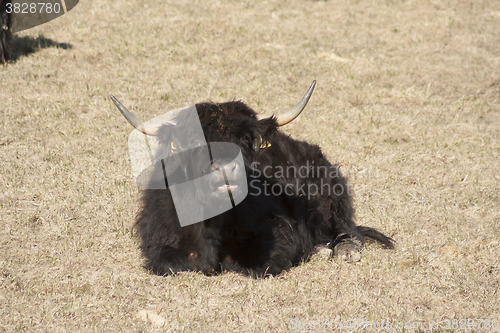 Image of 