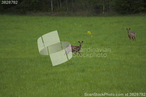 Image of 
