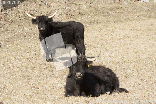 Image of highland cattle