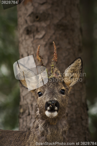 Image of roebuck