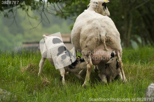 Image of suckling twins