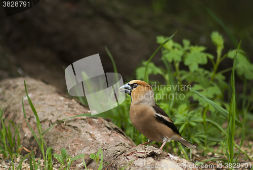 Image of hawfinch