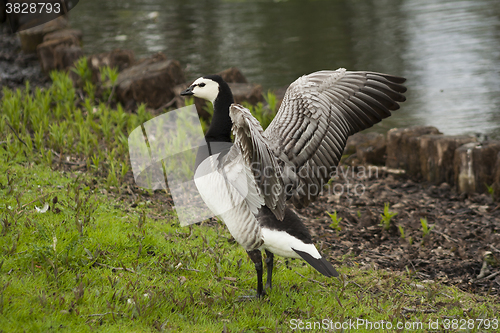 Image of barnacle goose 