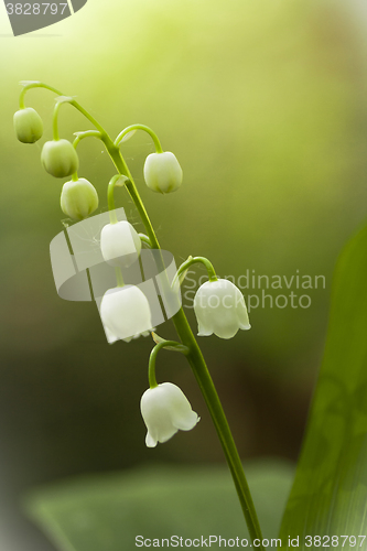 Image of lily of the valley