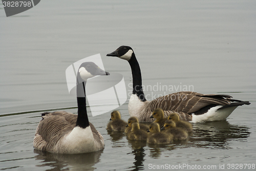 Image of canada geese