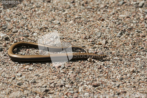 Image of slow worm