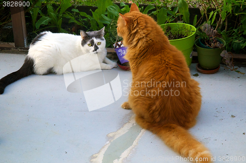 Image of cats in the garden