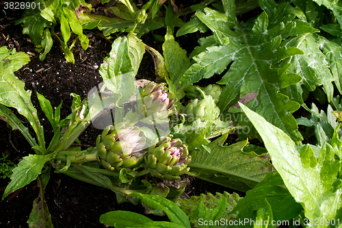 Image of Artichoke growing in garden