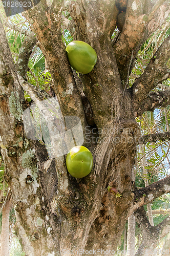 Image of calabash tree with fruit