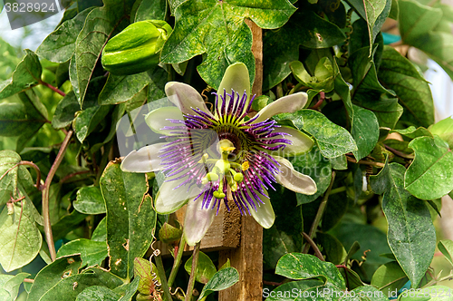 Image of colorful exotic tropical flower