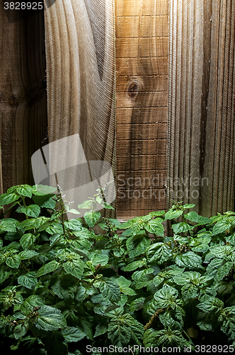 Image of large lush patchouli plant against wood