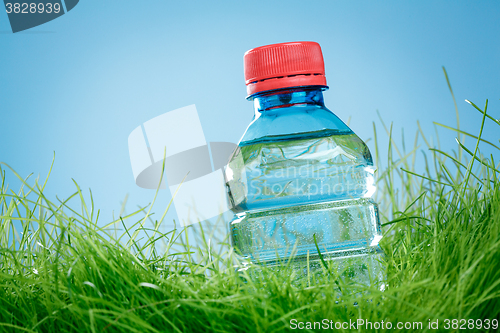 Image of Water bottle on the grass