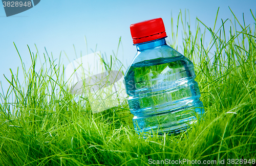 Image of Water bottle on the grass