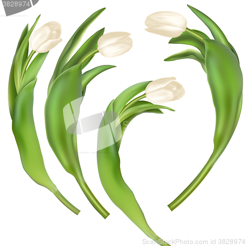 Image of Tulips decorative background. EPS 10