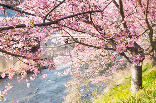 Image of Cherry blossoms