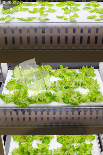 Image of Hydroponic salad vegetable