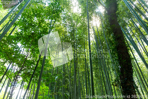 Image of Green bamboo forest