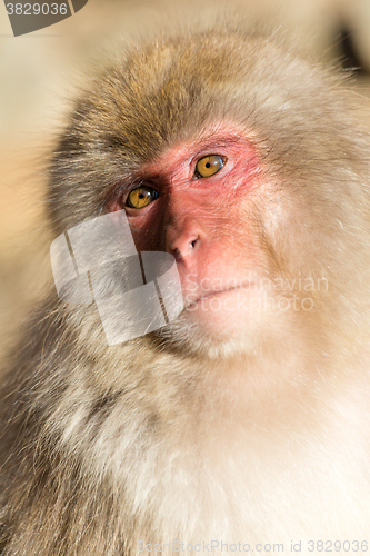 Image of Cute Monkey