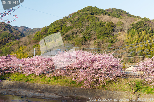 Image of Sakura in kawazu city