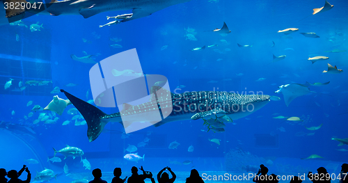 Image of Silhouettes of people and giant whale shark of fantasy underwate