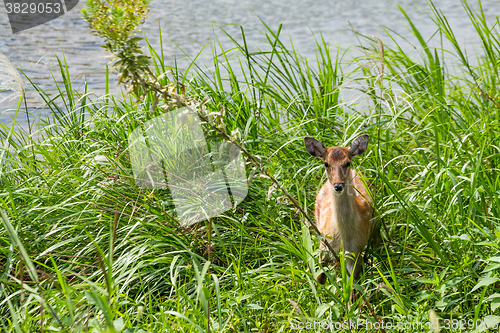 Image of Young roe deer 