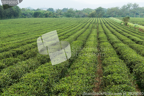 Image of Green tea field