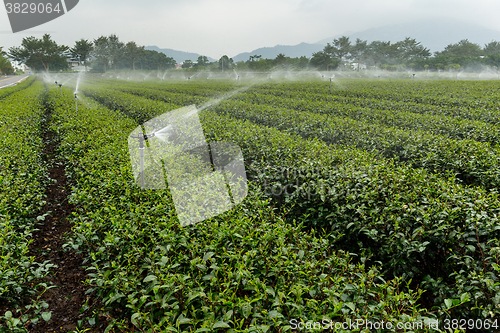 Image of Tea plantation at TaiWan