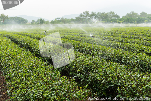 Image of Green tea plantation with cloud in asia