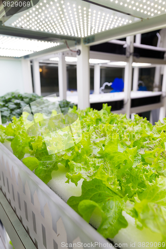 Image of Organic hydroponic vegetable indoor