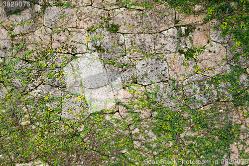 Image of Green Creeper Plant growing on a stone wall