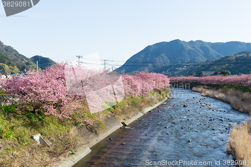 Image of Sakura in kawazu