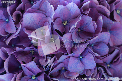 Image of Purple hydrangea