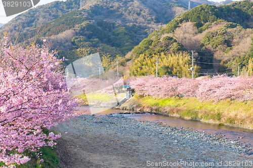 Image of Sakura tree in japan