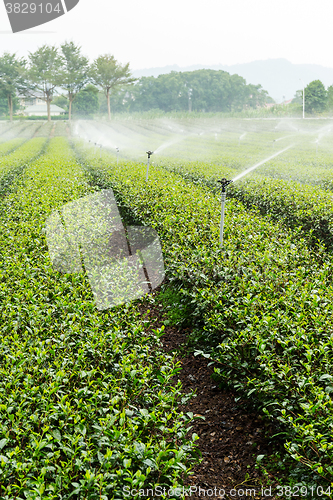 Image of Tea Plantations