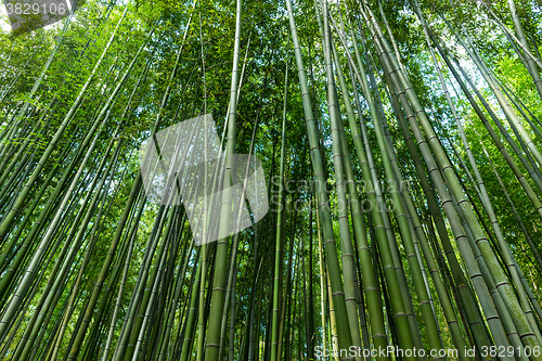 Image of Bamboo forest