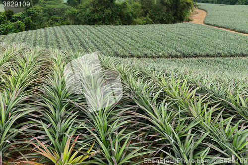 Image of Pineapple in a garden Farms