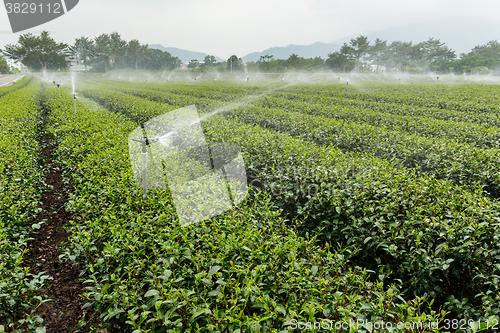 Image of Tea farm in TaiTung luye