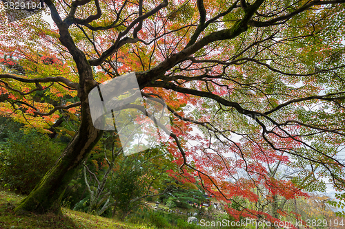 Image of Colorful autumn tree.