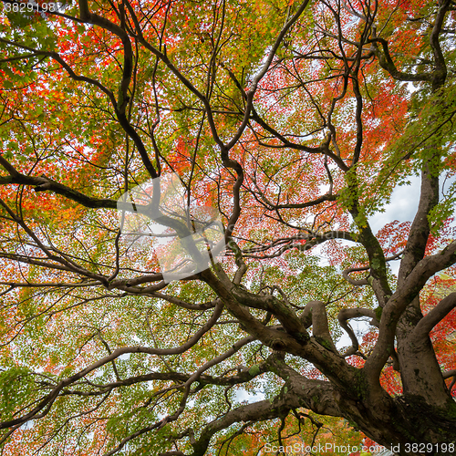 Image of Colorful autumn tree.