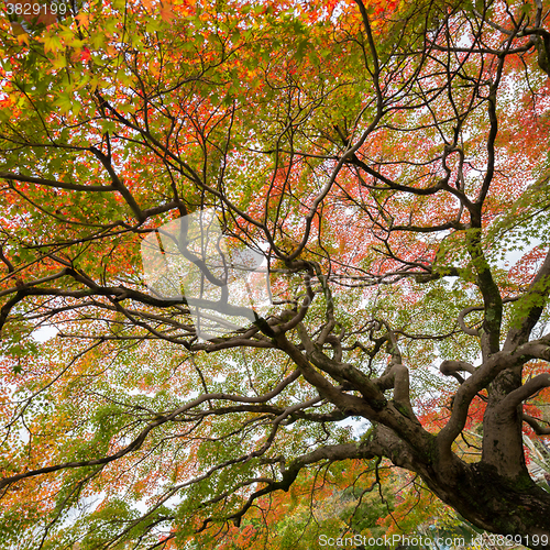 Image of Colorful autumn tree.