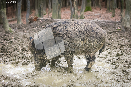 Image of Wild boar