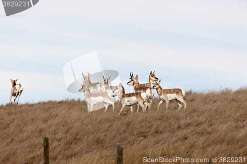 Image of Pronghorn Antelope