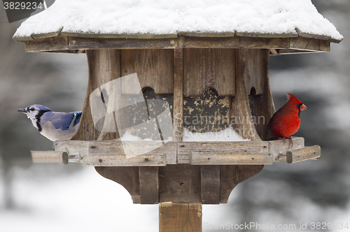 Image of Red Cardinal and Blue Jay