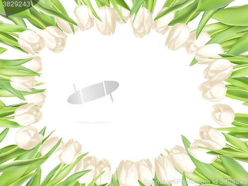 Image of Isolated tulip frame. EPS 10